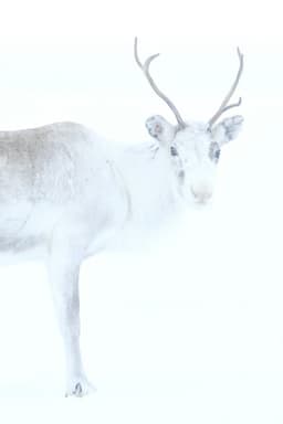 Spirit of the Reindeer